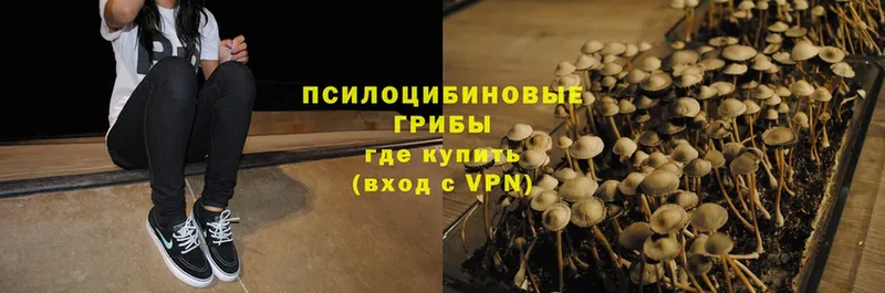 Галлюциногенные грибы Magic Shrooms  Электрогорск 